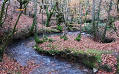 HAUR IRTEERA. Abenduak 14. Hiruerreketa.
