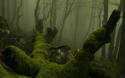 GURE NATURA EZAGUTZEN. BASOGRAFIA.