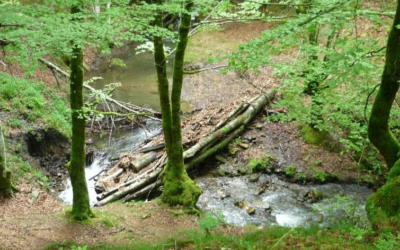 GURE NATURA EZAGUTZEN. 2026 . ITURRIGORRIKO BASOA
